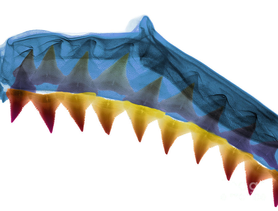 X-ray Of Shark Jaws #5  by Ted Kinsman