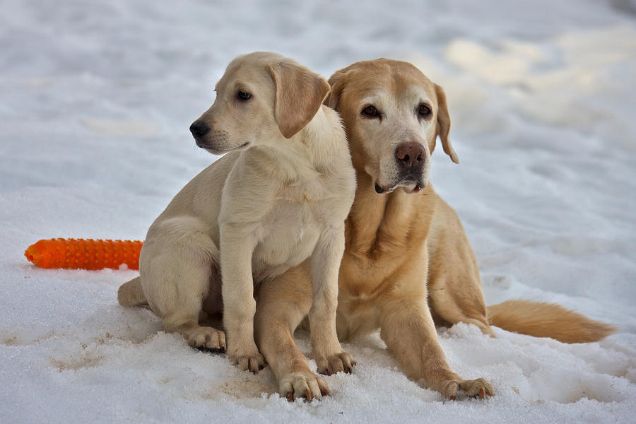 Yellow Labradors - USE DISCOUNT CODE SVGGMT AT CHECK OUT Photograph by Steven Lapkin