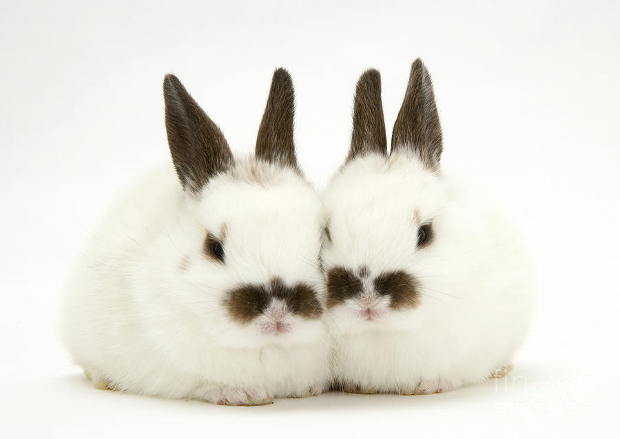 Young Rabbits #9 Photograph by Jane Burton