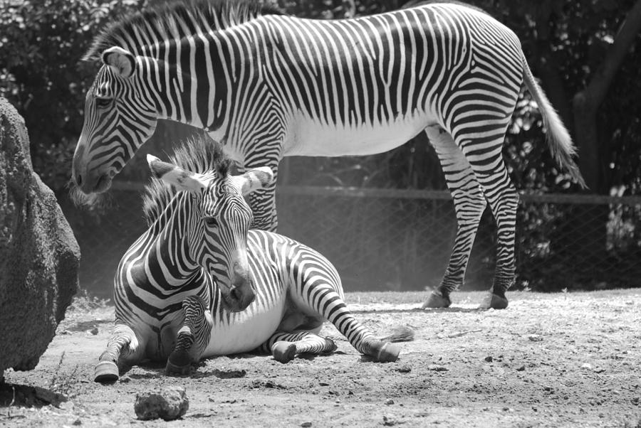 Miami Photograph - ZEBRAS in BLACK AND WHITE #5 by Rob Hans