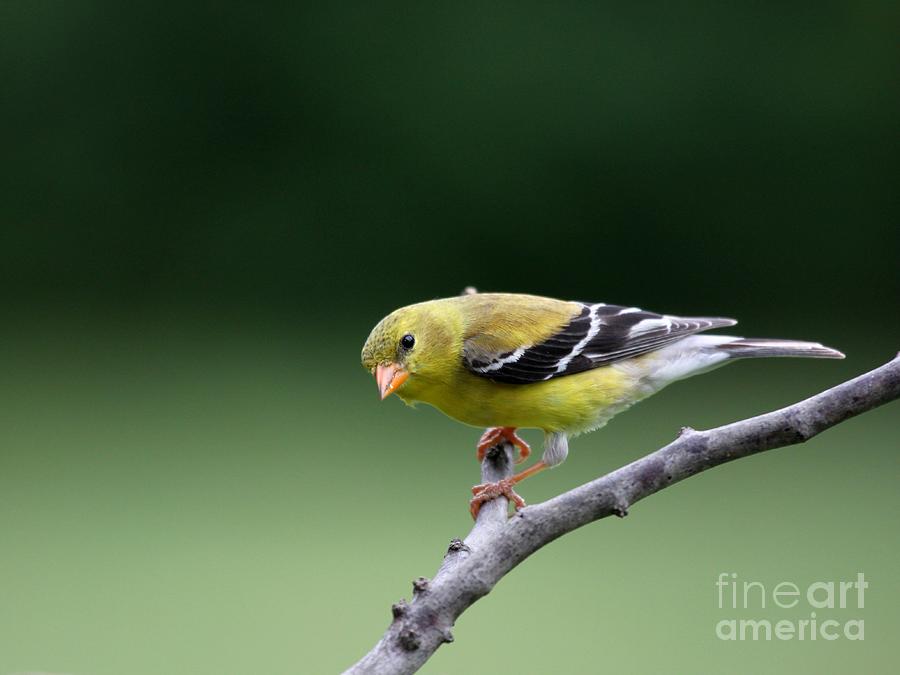 American Goldfinch #50 Photograph by Jack R Brock
