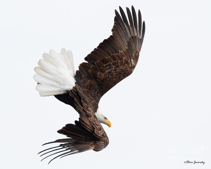 Bald Eagle #50 Photograph by Steve Javorsky