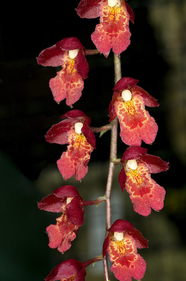 Orchid Photograph - Exotic Orchids of C Ribet #50 by C Ribet