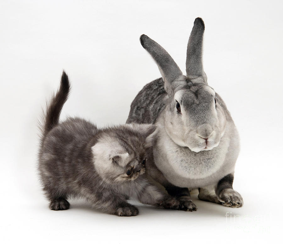 Kitten And Rabbit #50 Photograph by Jane Burton