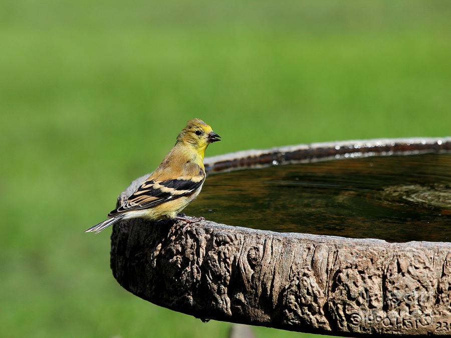 American Goldfinch #51 Photograph by Jack R Brock