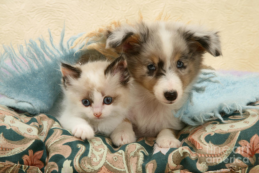 Kitten And Pup #51 Photograph by Jane Burton