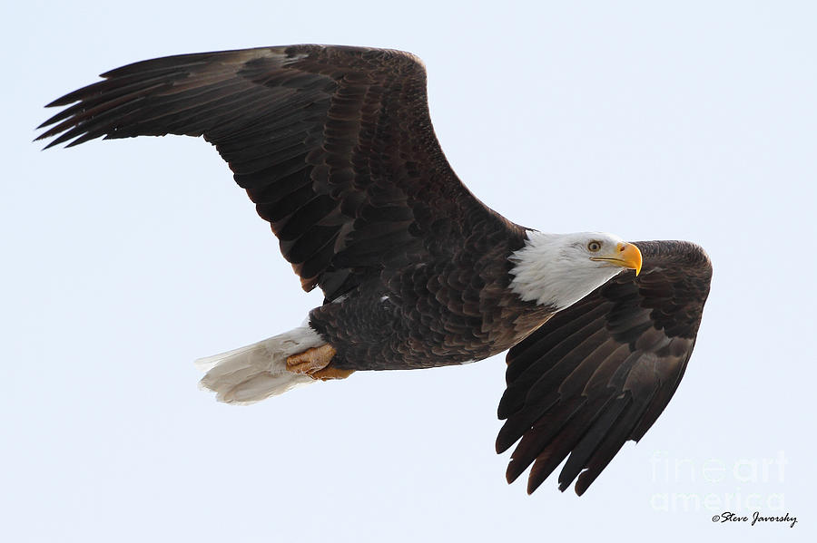 Bald Eagle #52 Photograph by Steve Javorsky