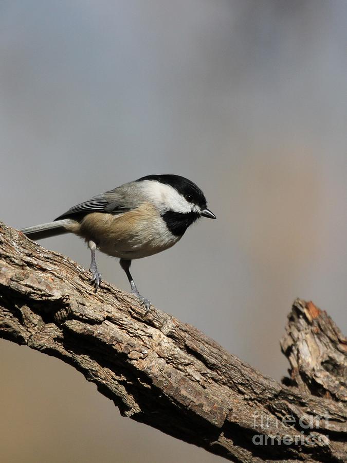 Black-capped Chickadee #52 Photograph by Jack R Brock