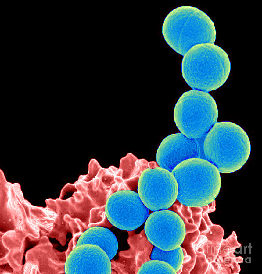 Methicillin-resistant Staphylococcus #52 Photograph by Science Source