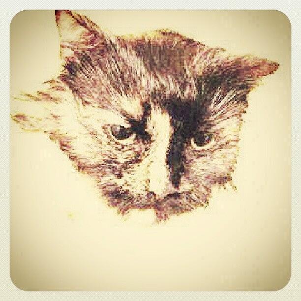 Instagram Photo Photograph by Jinxi The House Cat Instagram Photo Photograph by Jinxi The House Cat