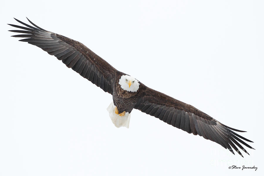 Bald Eagle #53 Photograph by Steve Javorsky