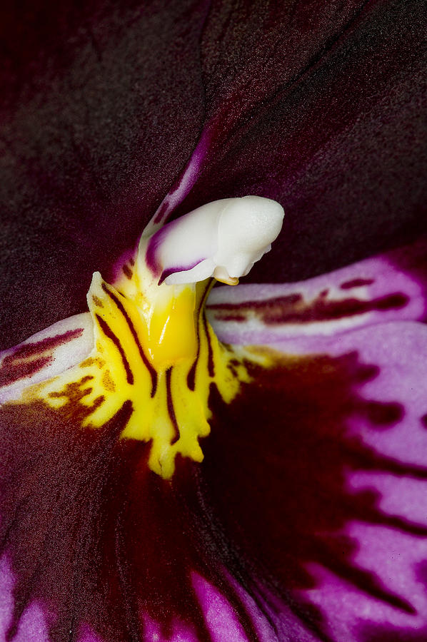 Exotic Orchids of C Ribet #54 Photograph by C Ribet