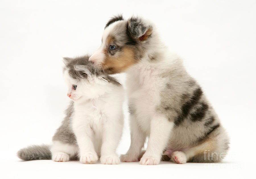 Kitten And Pup #54 Photograph by Jane Burton