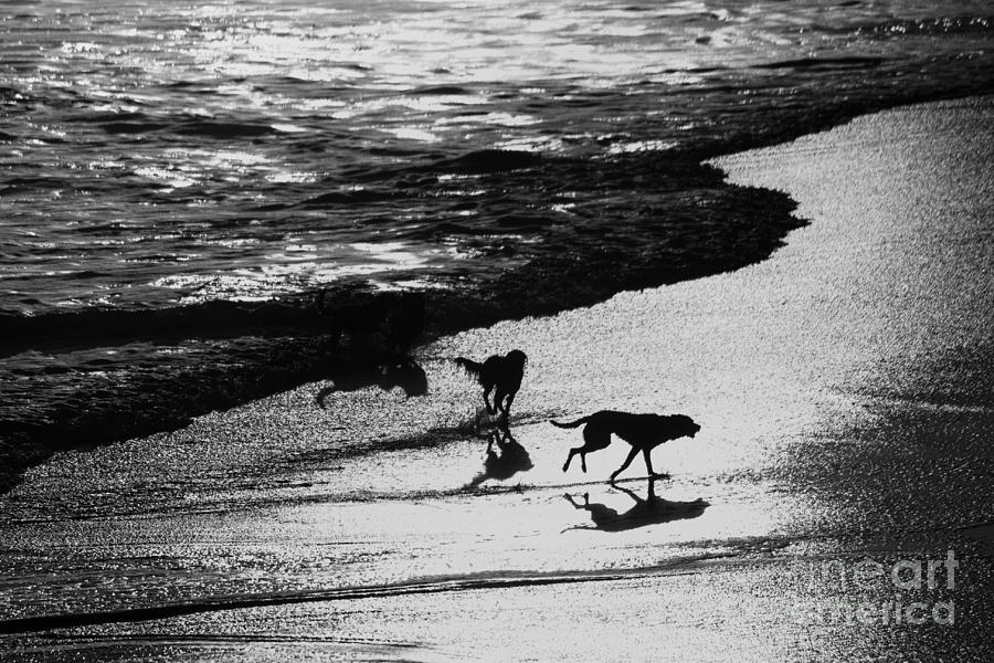 Dog Photograph - 541 bw Three Dogs In The Surf by Chris Berry