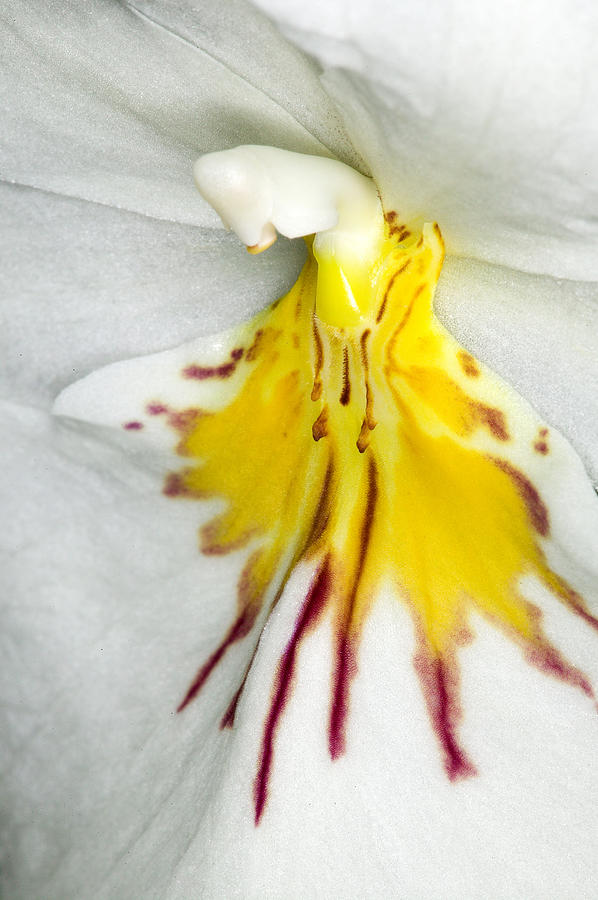 Exotic Orchids of C Ribet #55 Photograph by C Ribet