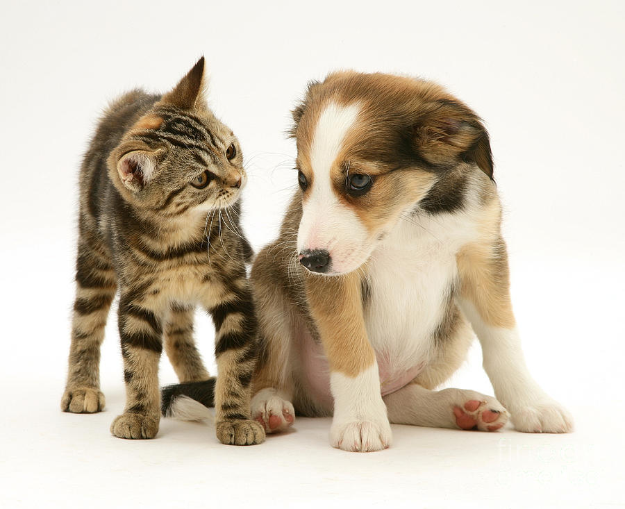 Kitten And Pup #55 Photograph by Jane Burton