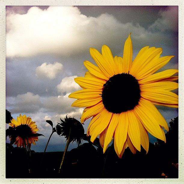 Sunflower Photograph - #mytravelgram #makebeautiful #55 by Henk Goossens