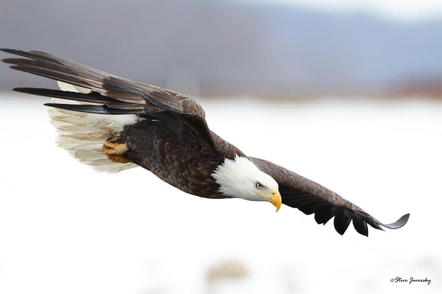 Bald Eagle #56 Photograph by Steve Javorsky