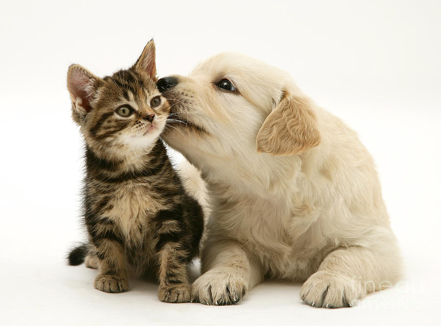 Dog Photograph - Kitten And Pup #56 by Jane Burton