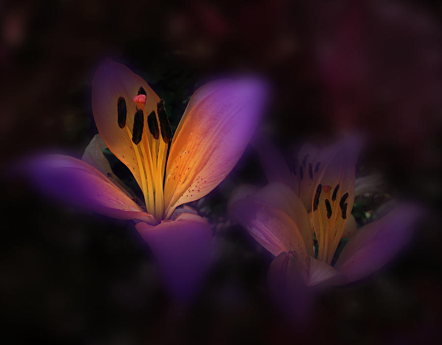 56 Photograph by Peter Holme III