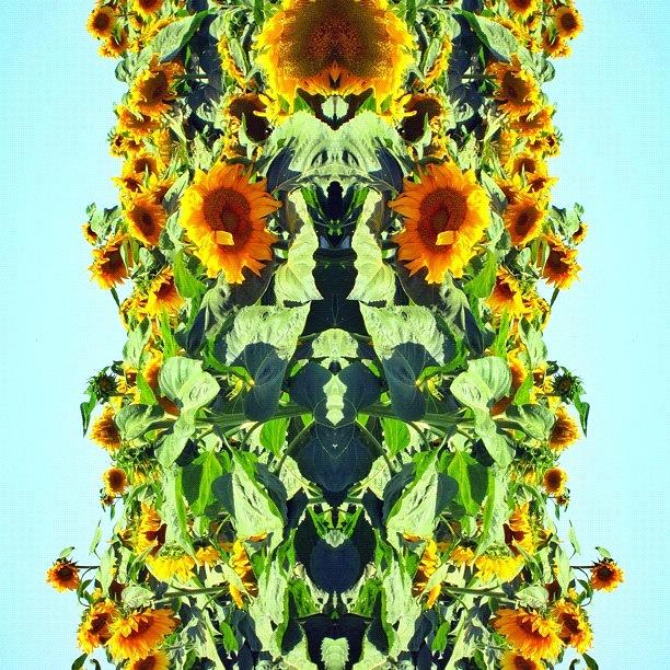 Sunflower Photograph - Instagram Photo #561344764609 by Yehonatan Levi