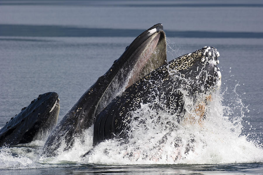 Humpback Whale Feeding Alaska Photograph by Flip Nicklin