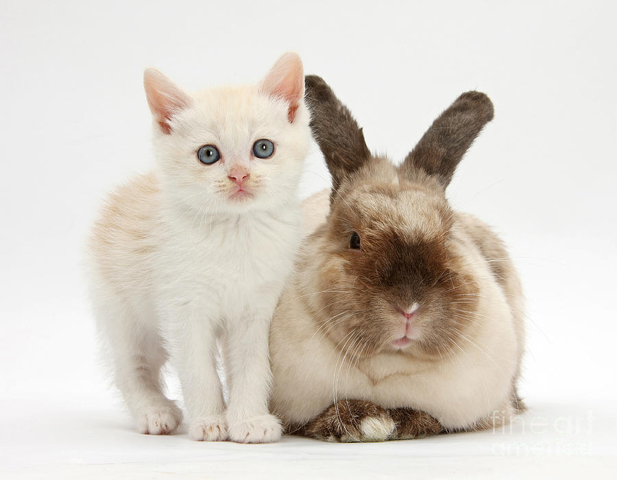 Kitten And Rabbit #58 Photograph by Mark Taylor
