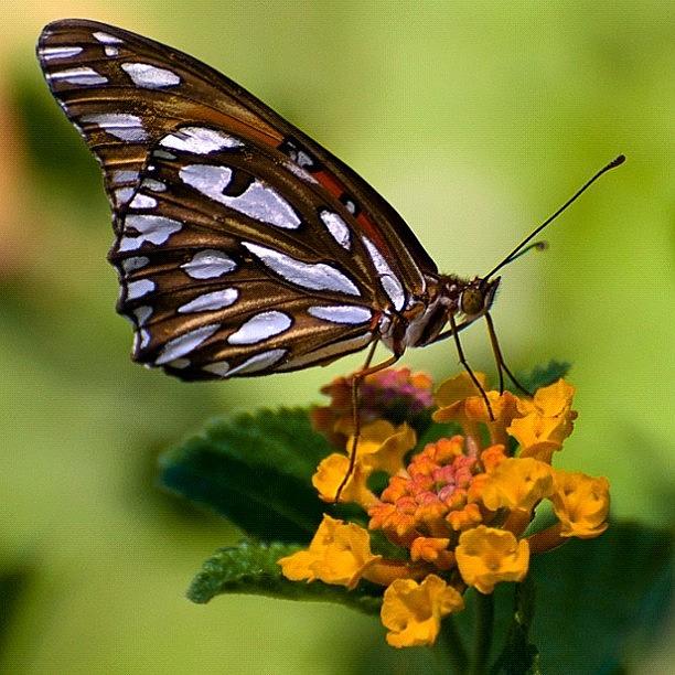 Butterfly Photograph - Instagram Photo #581345406026 by Michael Lynch