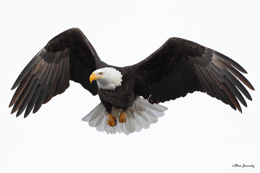 Bald Eagle #59 Photograph by Steve Javorsky