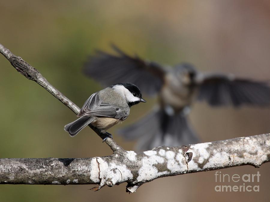Black-capped Chickadee #59 Photograph by Jack R Brock