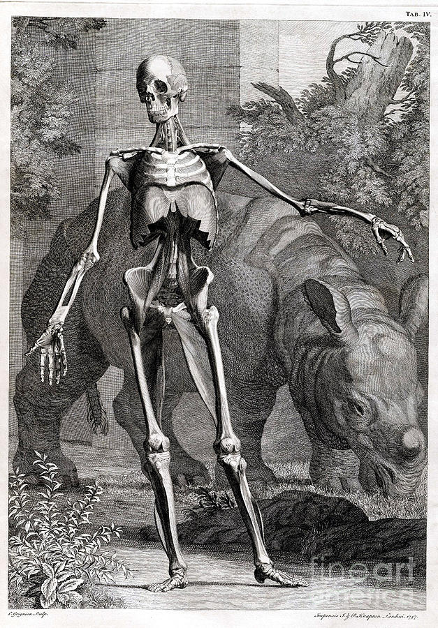 Skeleton Photograph - 18th Century Anatomical Engraving #6 by Science Source