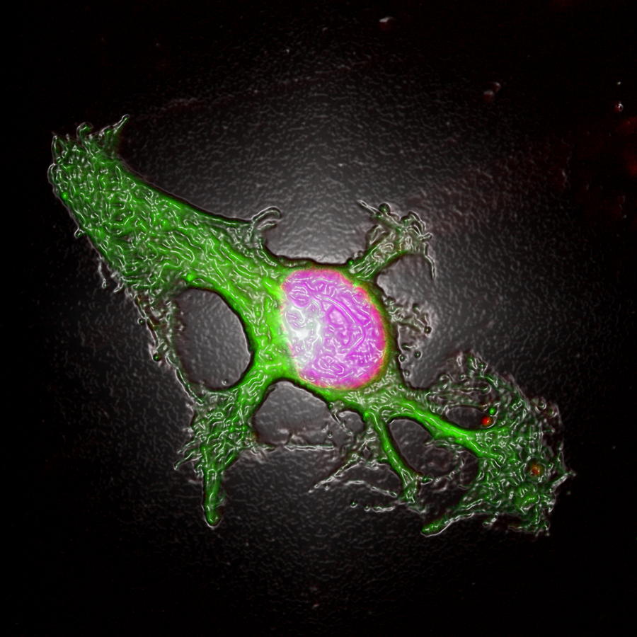 Mouse Photograph - 3t3 Culture Cell #6 by David Becker