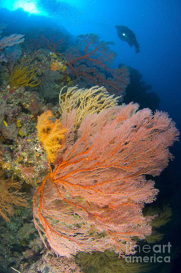 A Diver Looks On At Large Gorgonian Sea #6 Photograph by Steve Jones