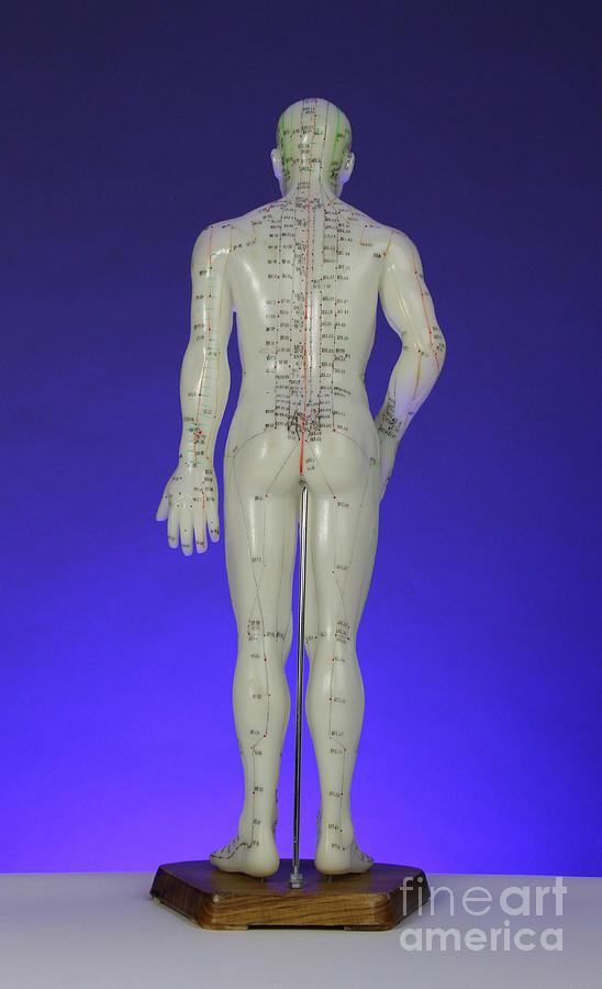 Doll Photograph - Acupuncture Model #6 by Photo Researchers, Inc.