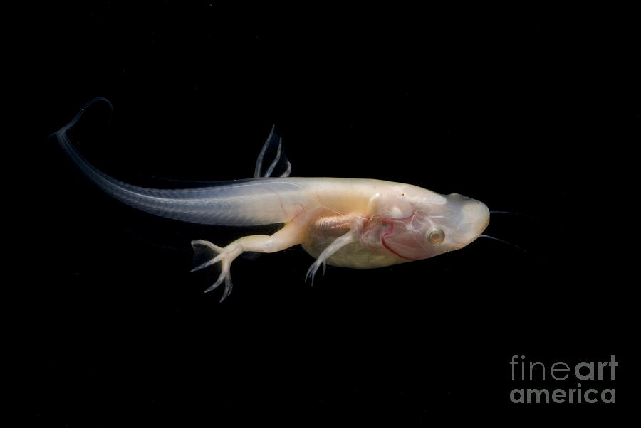 African Clawed Frog Tadpole #6 Photograph by Dante Fenolio