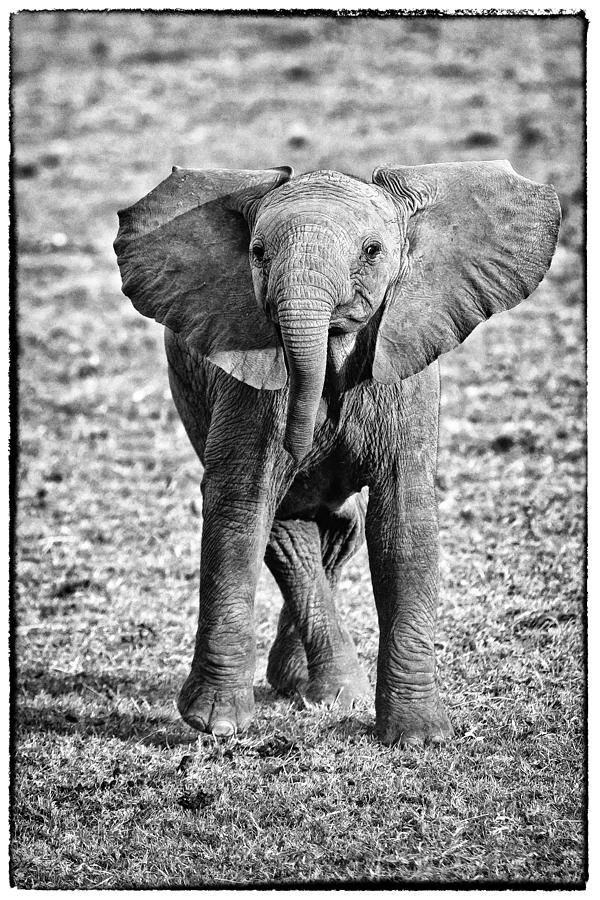 African Elephant in the Masai Mara #8 Photograph by Perla Copernik