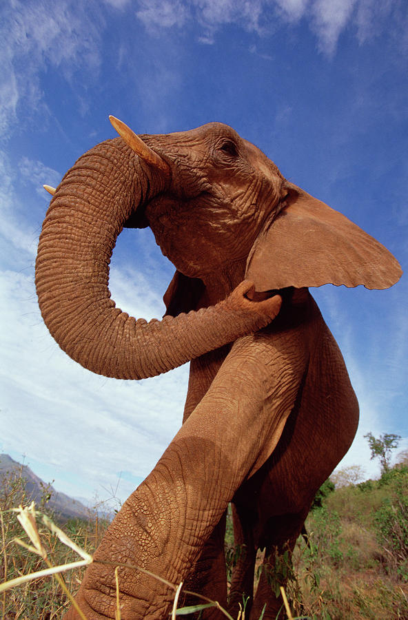 African Elephant Loxodonta Africana #6 Photograph by Gerry Ellis