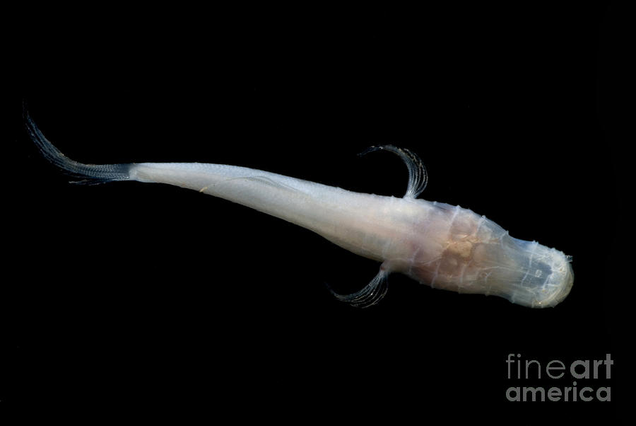Fish Photograph - Alabama Cavefish #6 by Dante Fenolio