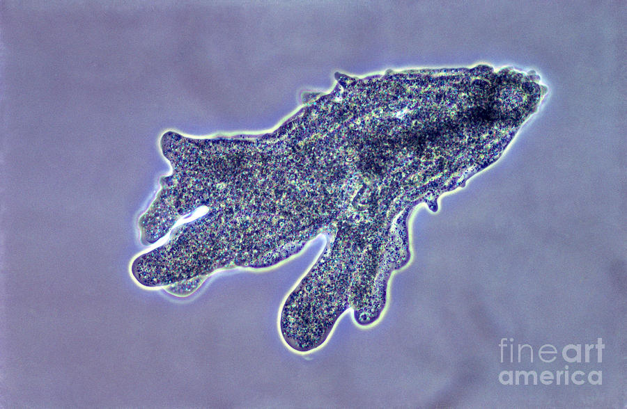Amoeba Proteus Lm #6 Photograph by M. I. Walker