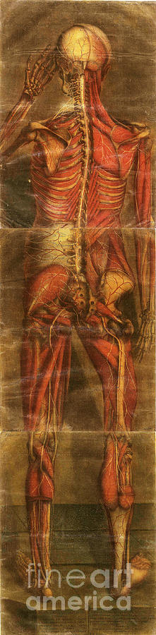 Anatomie Generale Des Visceres #2 Photograph by Science Source