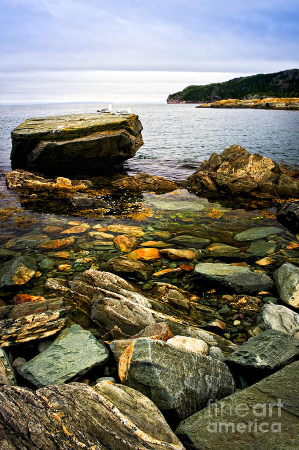 Nature Photograph - Atlantic coast in Newfoundland 2 by Elena Elisseeva