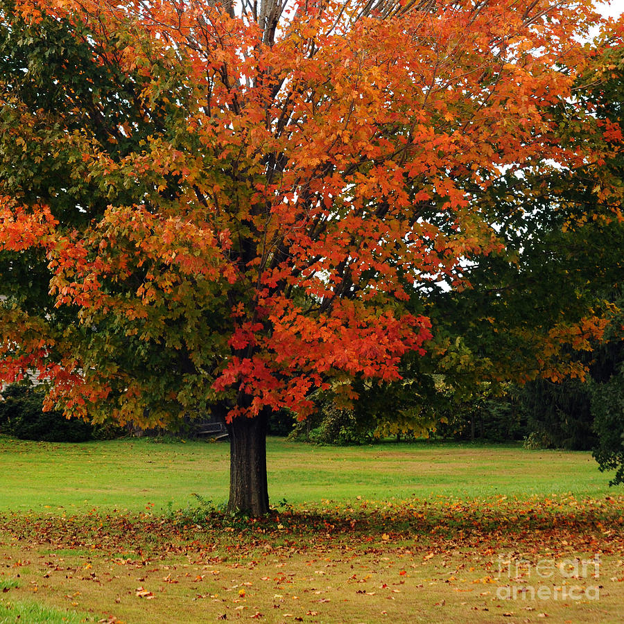 Autumn Series #6 Photograph by HD Connelly