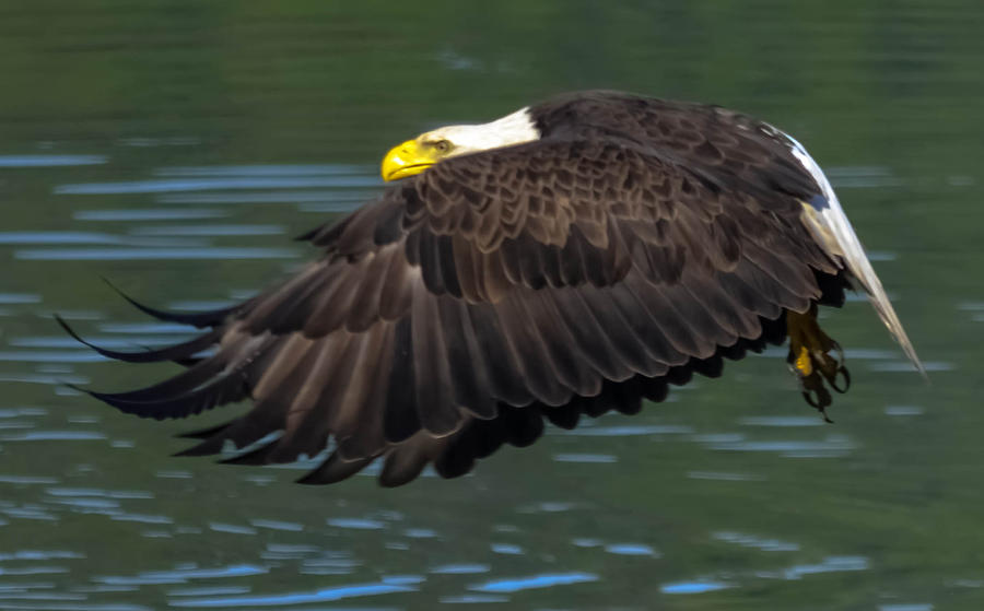 Bald Eagle #6 Photograph by Brian Stevens