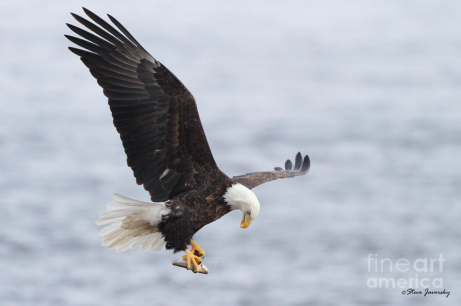 Bald Eagle #6 Photograph by Steve Javorsky