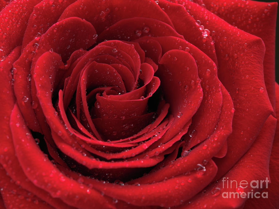 Beautiful Red Rose #6 Photograph by Maxim Images Exquisite Prints