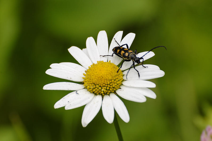 Beetle Photograph