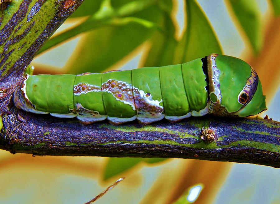 Big Green Caterpillar 6 Photograph By Werner Lehmann Fine Art America   6 Big Green Caterpillar Werner Lehmann 