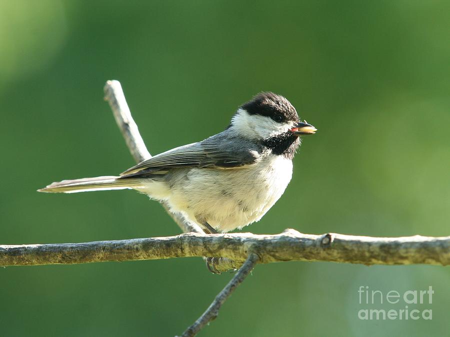 Black-capped Chickadee #6 Photograph by Jack R Brock