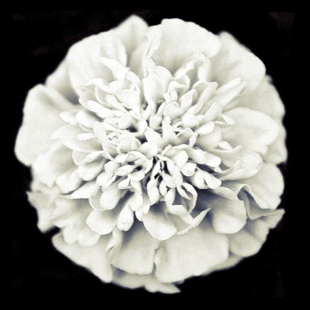 Black And White Photograph - Contrast Flower by Justin Connor
