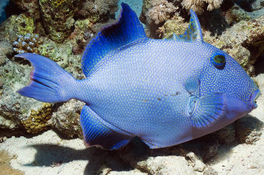 webkinz blue triggerfish